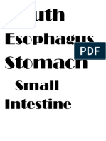 Esophagus: Mouth Stomach
