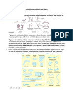 Morphologie Des Bacteries