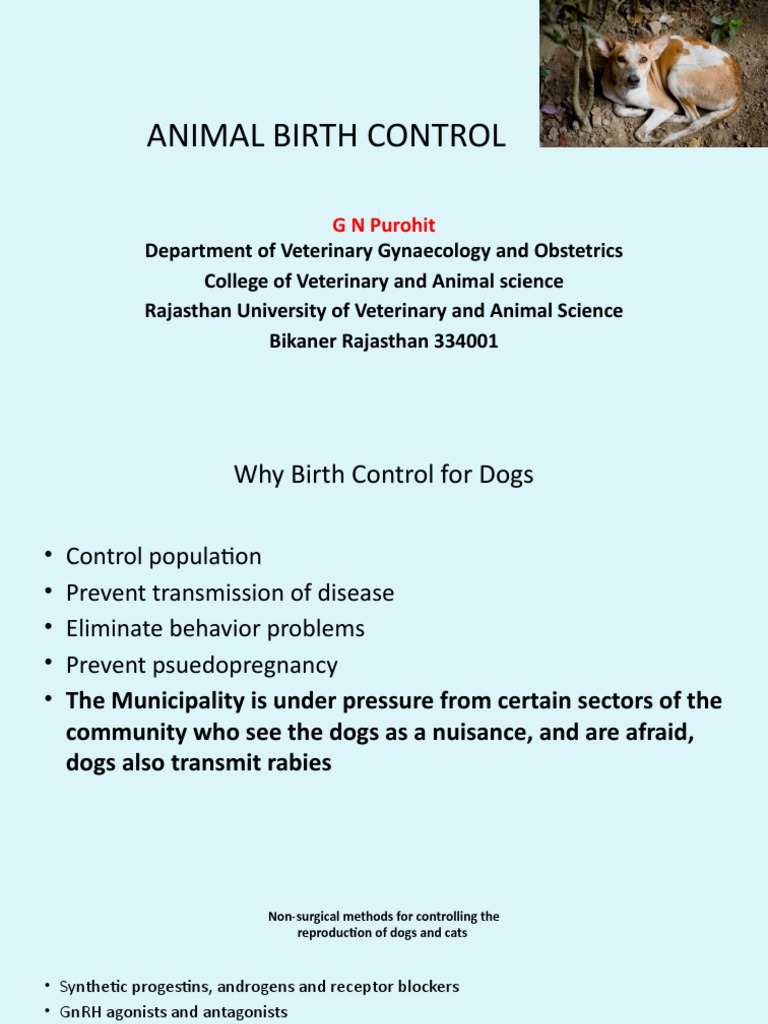 Non-Surgical Dog Birth Control Methods | PDF | Neutering | Surgery