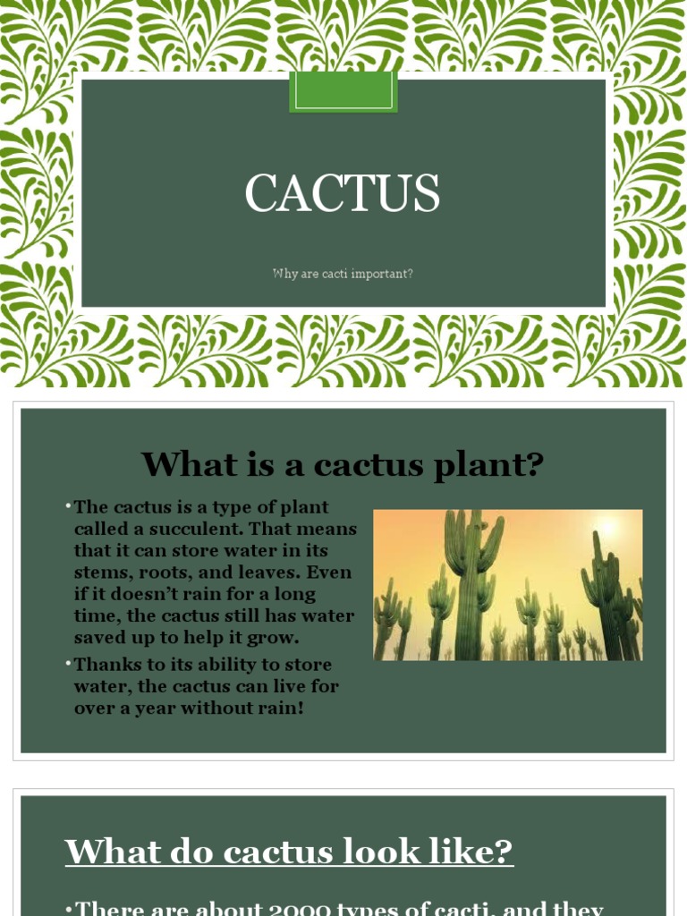 calathea lancifolia care 6