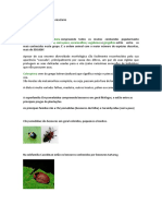Pesquisa insetos    projeto insetario.docx