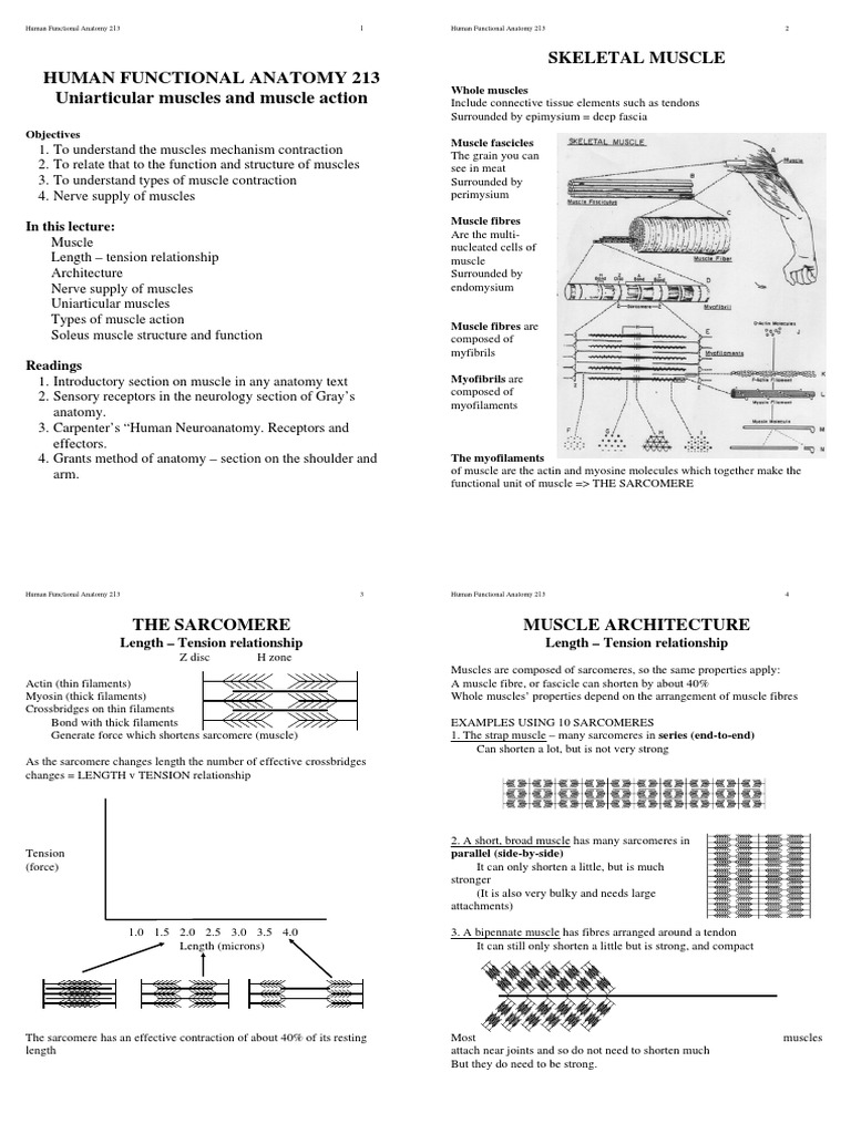 Muscle | PDF | Skeletal Muscle | Musculoskeletal System