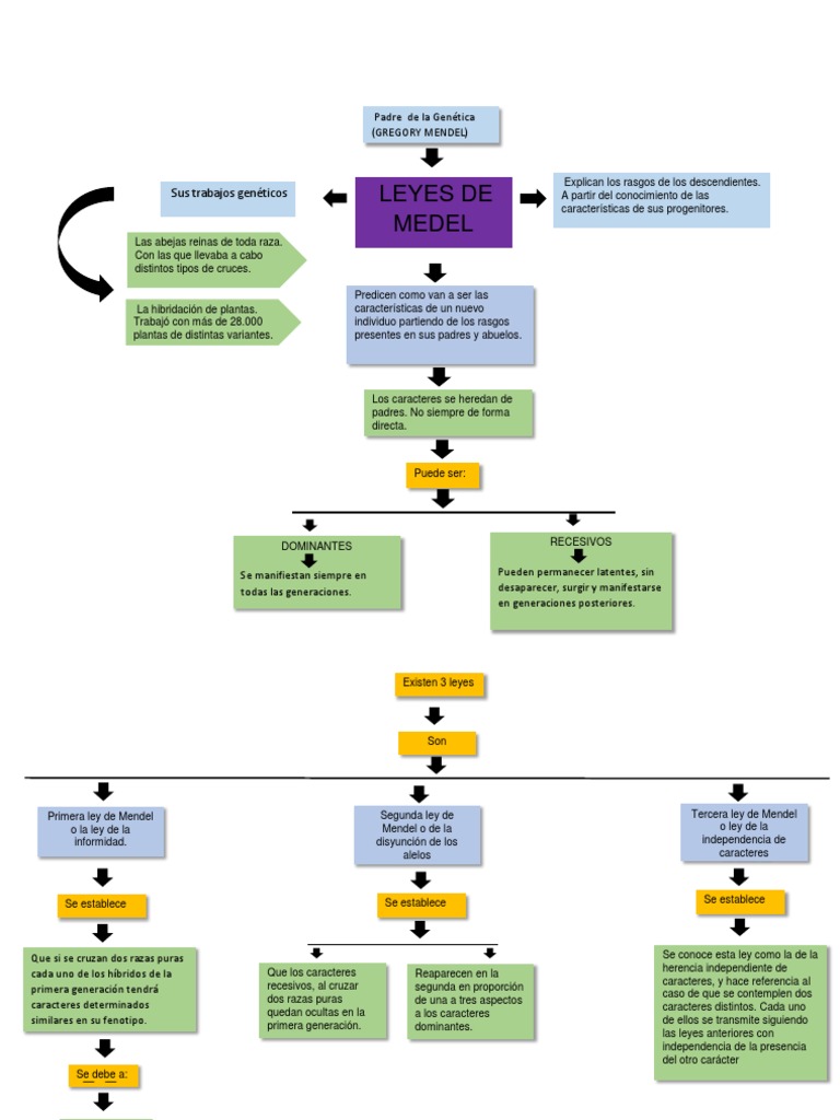 Mapa Leyes de Mendel | PDF | Dominancia (Genética) | Biología evolucionaria