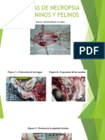 Tecnicas de Necropsia Caninos y Felinos