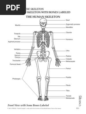Skeleton Bones Labeled