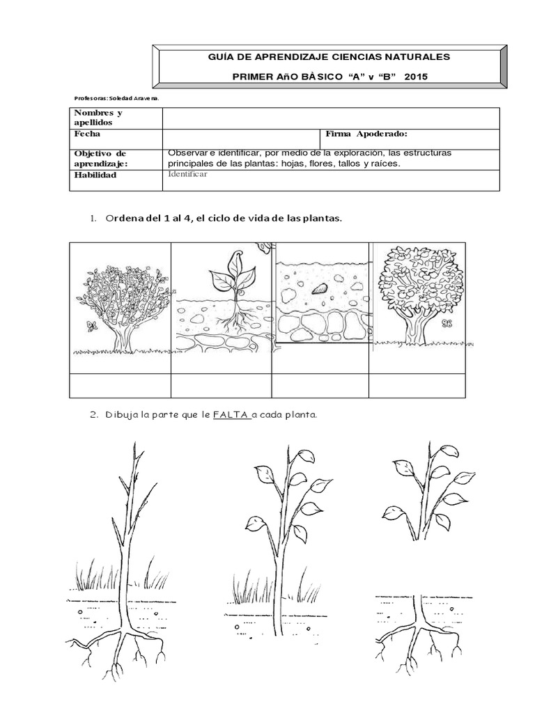 Guía de Plantas | PDF | Tallo de la planta | Plantas