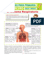Partes-del-Sistema-Respiratorio-para-Tercero-de-Primaria.pdf