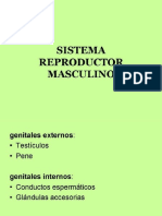 Reproductor Masculino