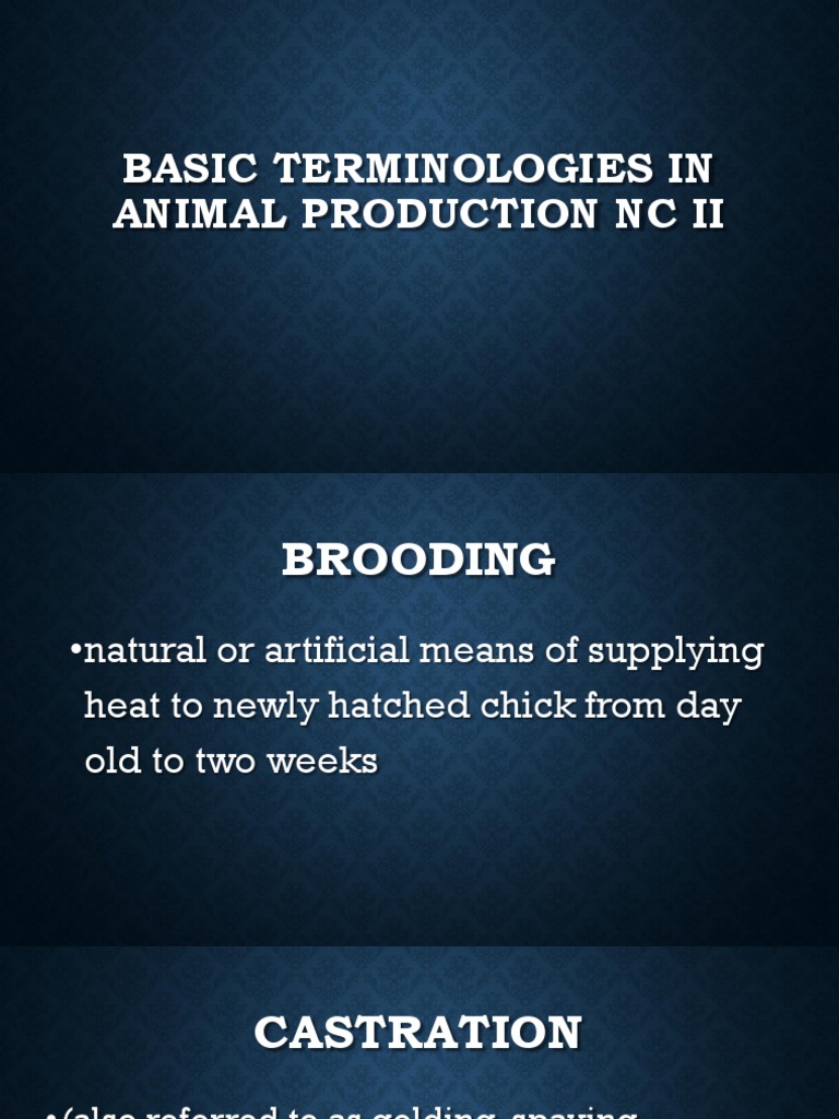 Basic Terminologies in Animal Production NC II An Overview of Key