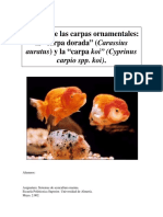 Cultivo de carpa koi.pdf