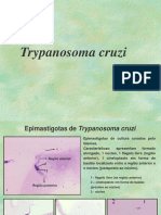 Toxoplasmose 
