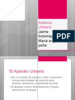 Sistema Urinario 1