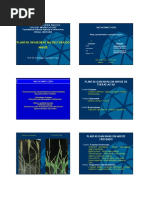  Arroz Plantas Daninhas