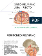 Peritoneo pélvico, vejiga y recto: anatomía y relaciones