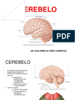 Cerebelo