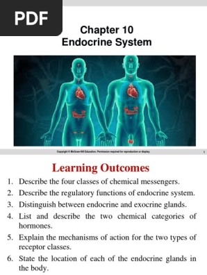 Endocrine System Pdf Hormone Adrenal Gland