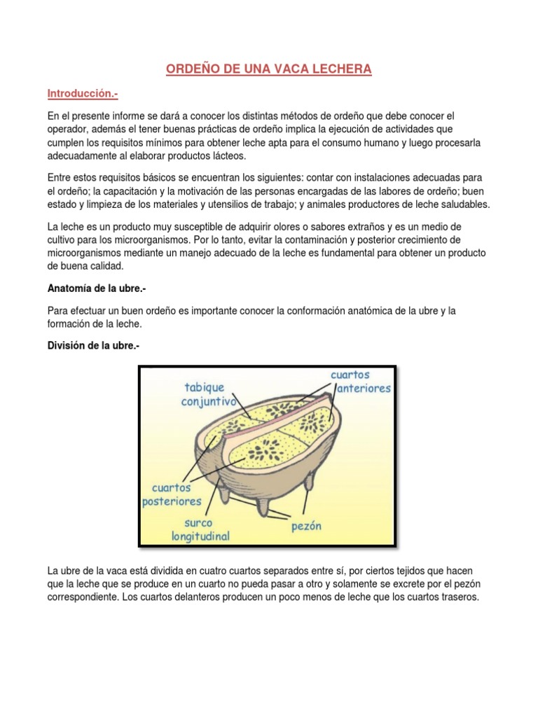 Guía completa para el ordeño manual de vacas lecheras | PDF | Leche | Vacas