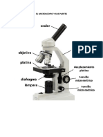 El Microscopio y Sus Partes