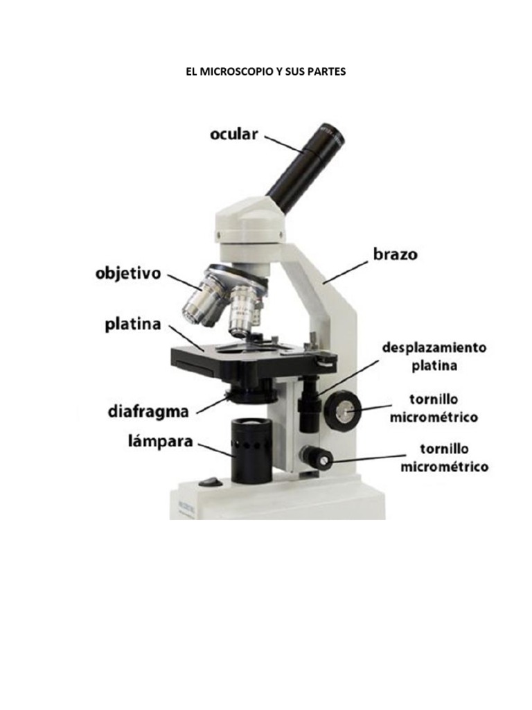 El Microscopio y Sus Partes PDF