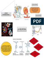 Infografia de Neurona PDF