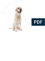 perro labrador.docx