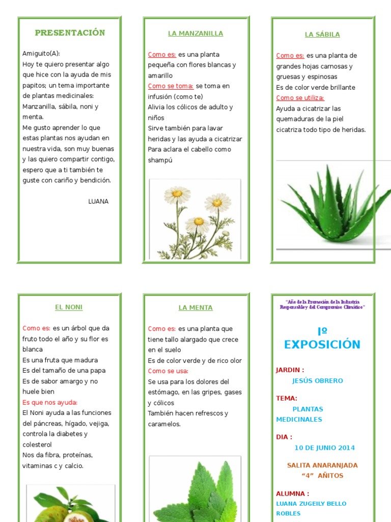 228385367 Triptico Plantas Medicinales Doc Te Plantas