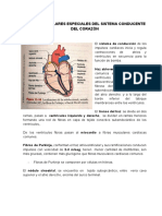 Fibras Musculares Especiales Del Sistema Conducente Del Corazón