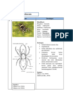 Subfilum Chelicerata dan Klasifikasi Hewan Arachnida dan Scorpiones