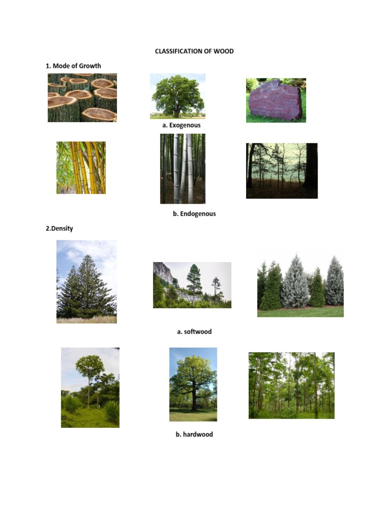 Wood Classification: Growth and Types | PDF