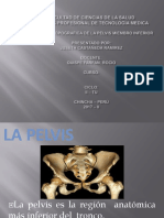 Pelvis