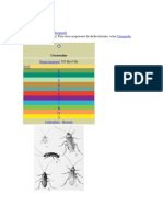 Blattodea PDF