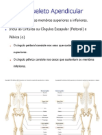 Esqueleto apendicular