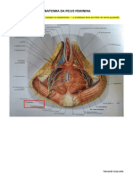 A1 - Anatomia Pelve Feminina