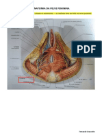 Anatomia da pelve feminina