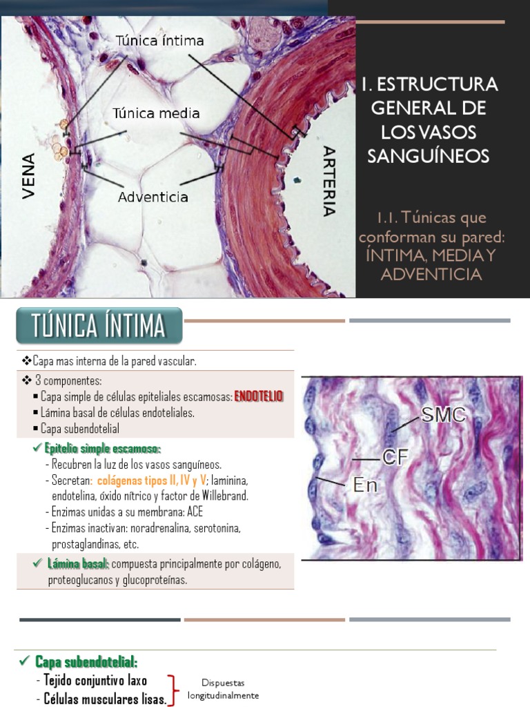 Estructura de las Túnicas Vasculares | PDF