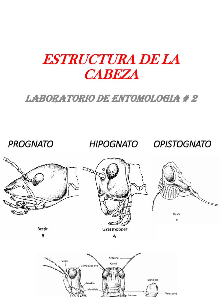 Tipos de Cabeza en Insectos | PDF