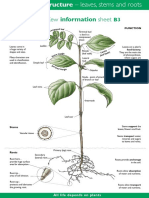 b3plant.pdf