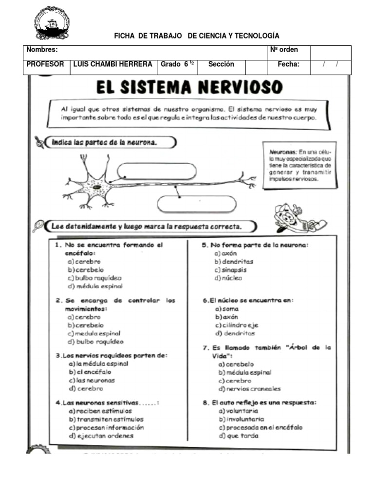 Ficha de Trabajo de Ciencia y Tecnología Sistema Nervioso | PDF
