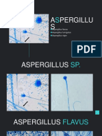 Aspergillus Penicillium Candida