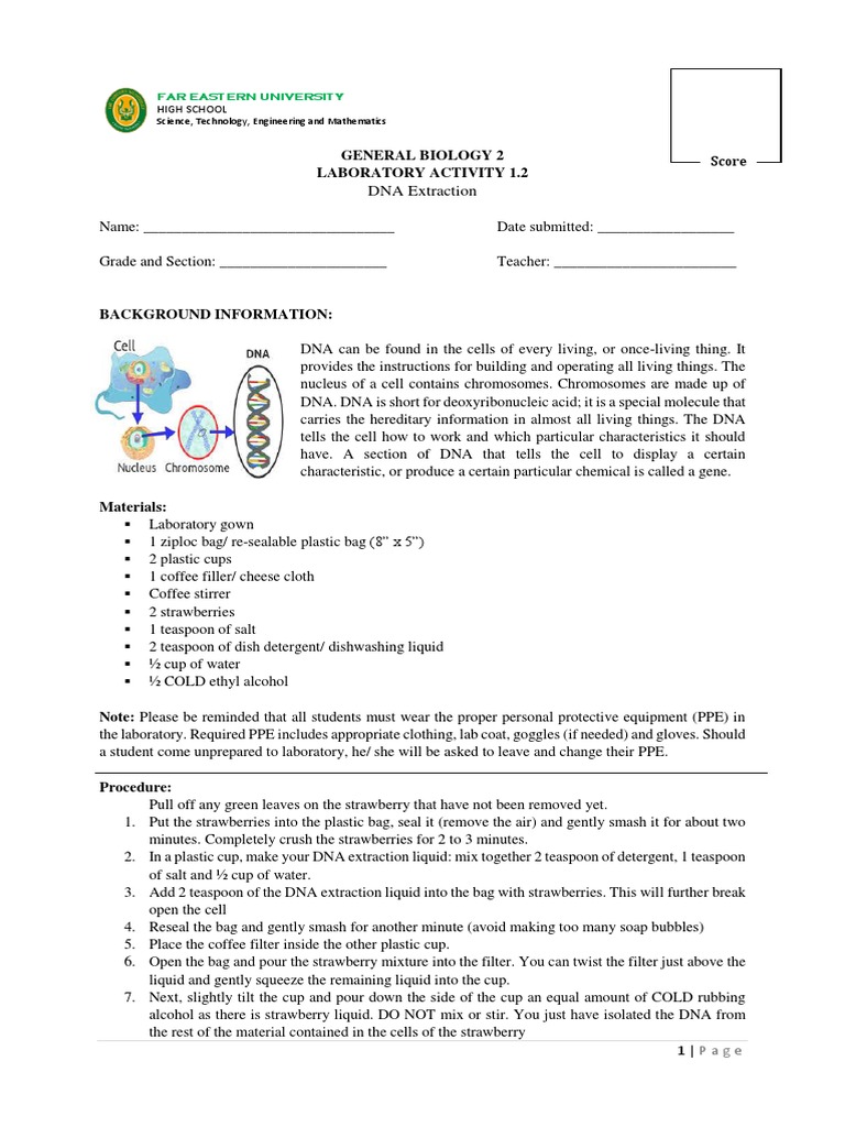 Strawberry DNA Extraction Lab Guide | PDF | Dna | Cell (Biology)