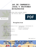 Canabis Presentación de Semillas-2 PDF