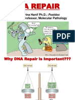 DNA Repair Farina PDF