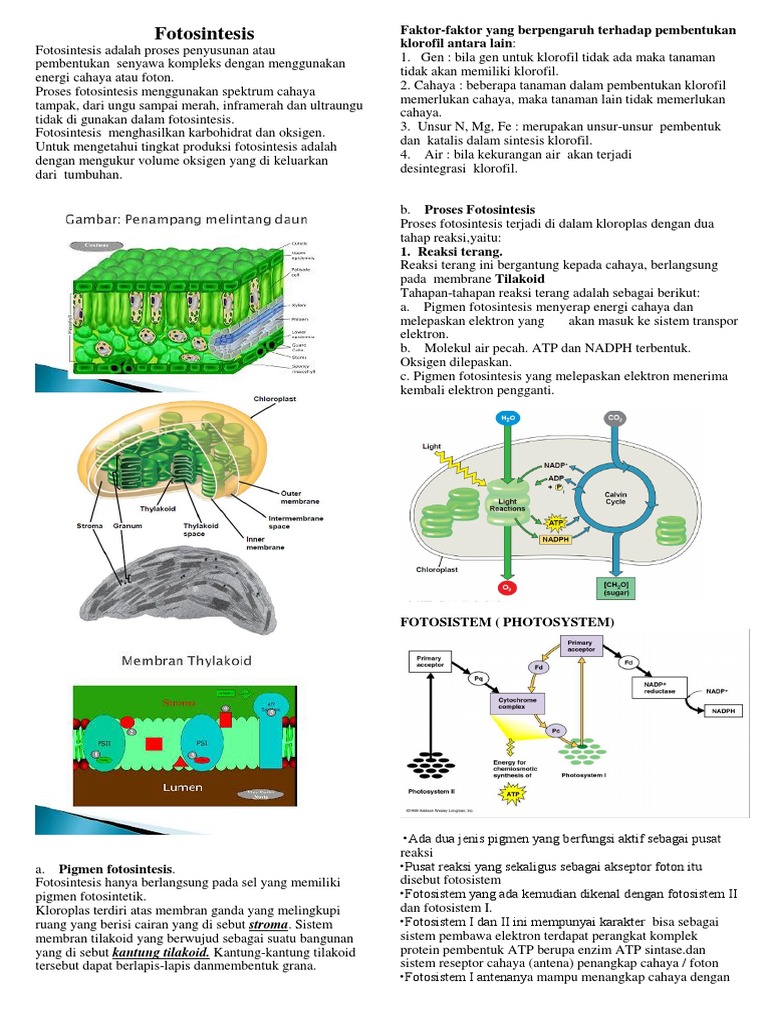 Fotosintesis Faktor Faktor Yang Berpengaruh Terhadap Pembentukan Klorofil Antara Lain