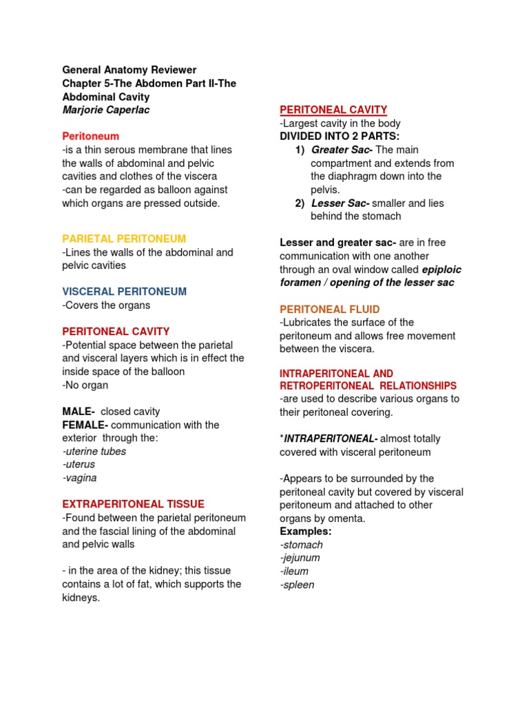 Anatomy of the Abdominal Cavity | PDF | Peritoneum | Stomach
