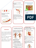 Sistema Muscular