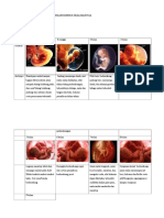 Diagram Tahap Perkembangan Organogenesis Pada Manusia