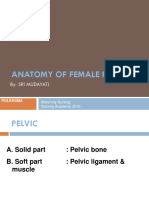 Anatomy of the Female Pelvis