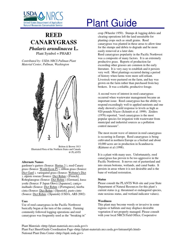 Plant Guide Reed Canarygrass PDF Grazing Root