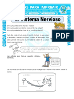 12 Ficha-El-Sistema-Nervioso-para-Cuarto-de-Primaria.doc