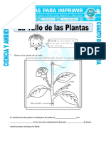 18 Ficha-El-Tallo-y-sus-Partes-para-Cuarto-de-Primaria.doc